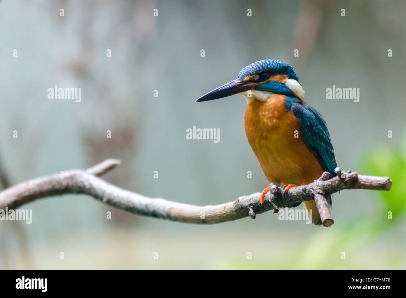 A beautiful kingfisher on a branch Stock Photo Alamy