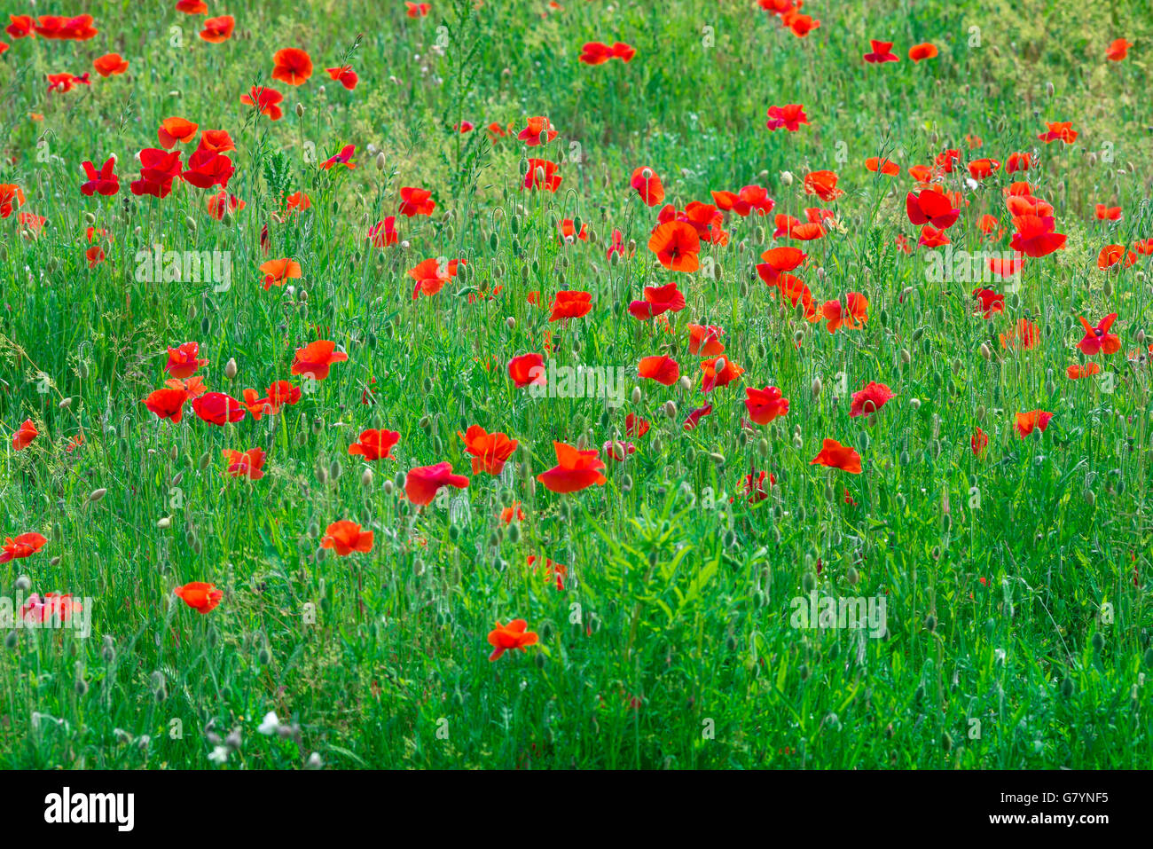 Poppies, view in summer of a field of poppies in Suffolk, East Anglia, England, UK Stock Photo