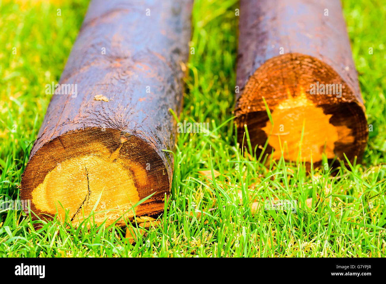 Newly impregnated wooden log lying on green grass Stock Photo