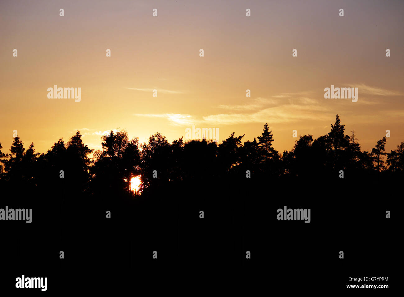 orange sunset in the forest Stock Photo - Alamy