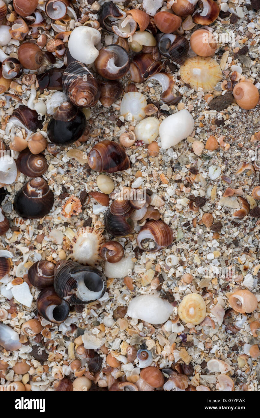 Common british shells hires stock photography and images Alamy