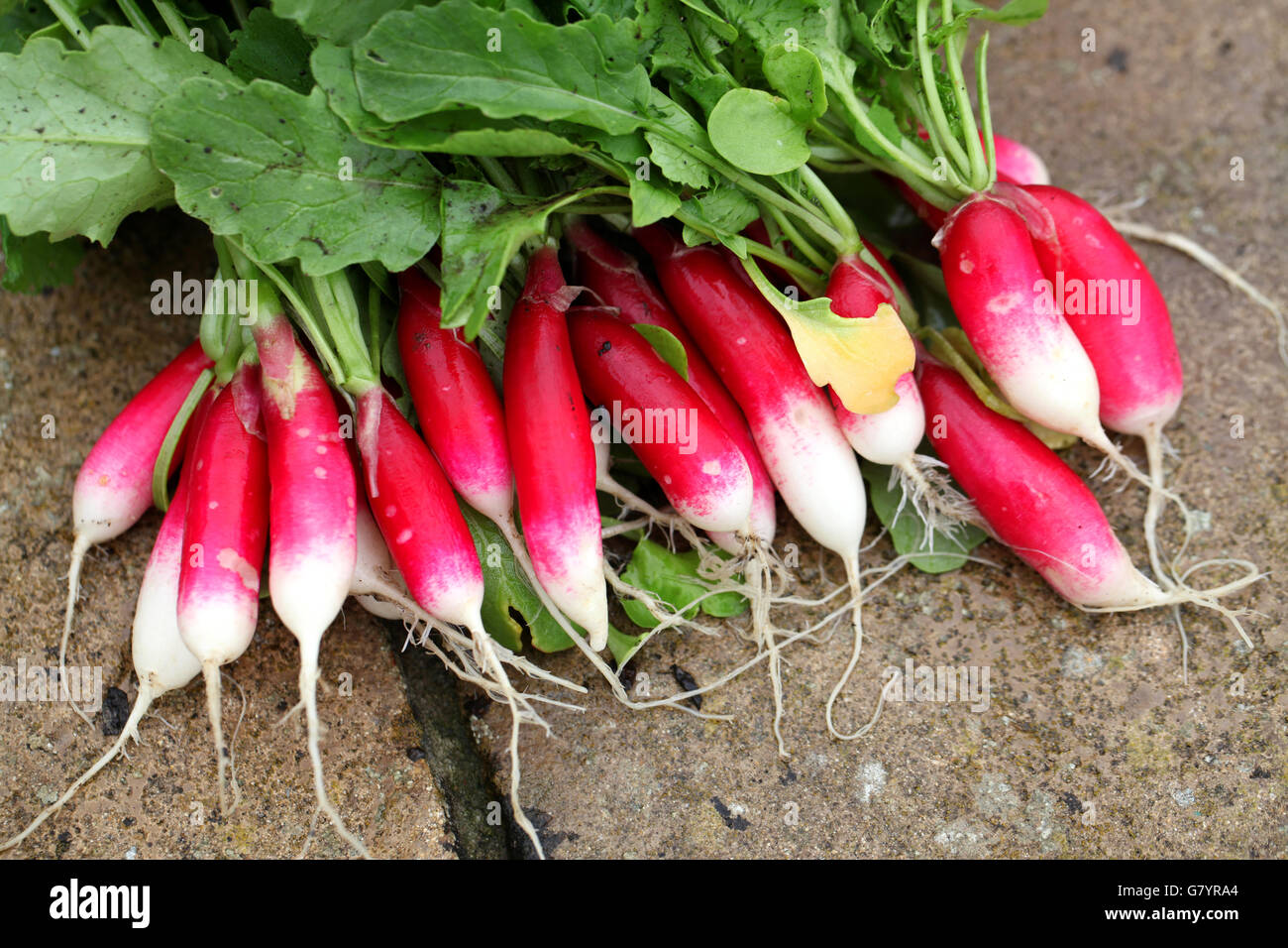 A bunch of freshly picked radishes from the garden Stock Photo