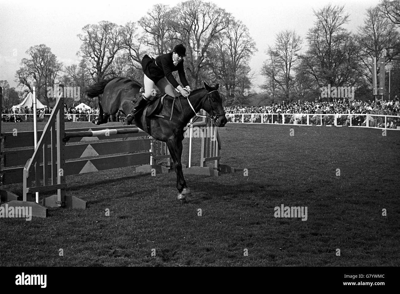 Middlesex Hospital nurse, jane Bullen, 19, up on 'Our Nobby', takes a jump during her clear round in the Badminton Horse Trials. Stock Photo