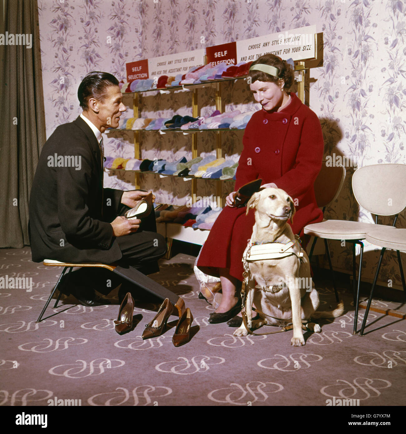Anne, who has been blind since she was 12 years old, in the shoe shop with 'Timber' her yellow Labrador guide dog. Stock Photo