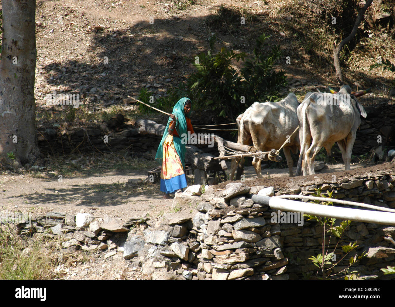 Indian woman using two bull cows for heavy farming work in rural area of Rajasthan. Stock Photo