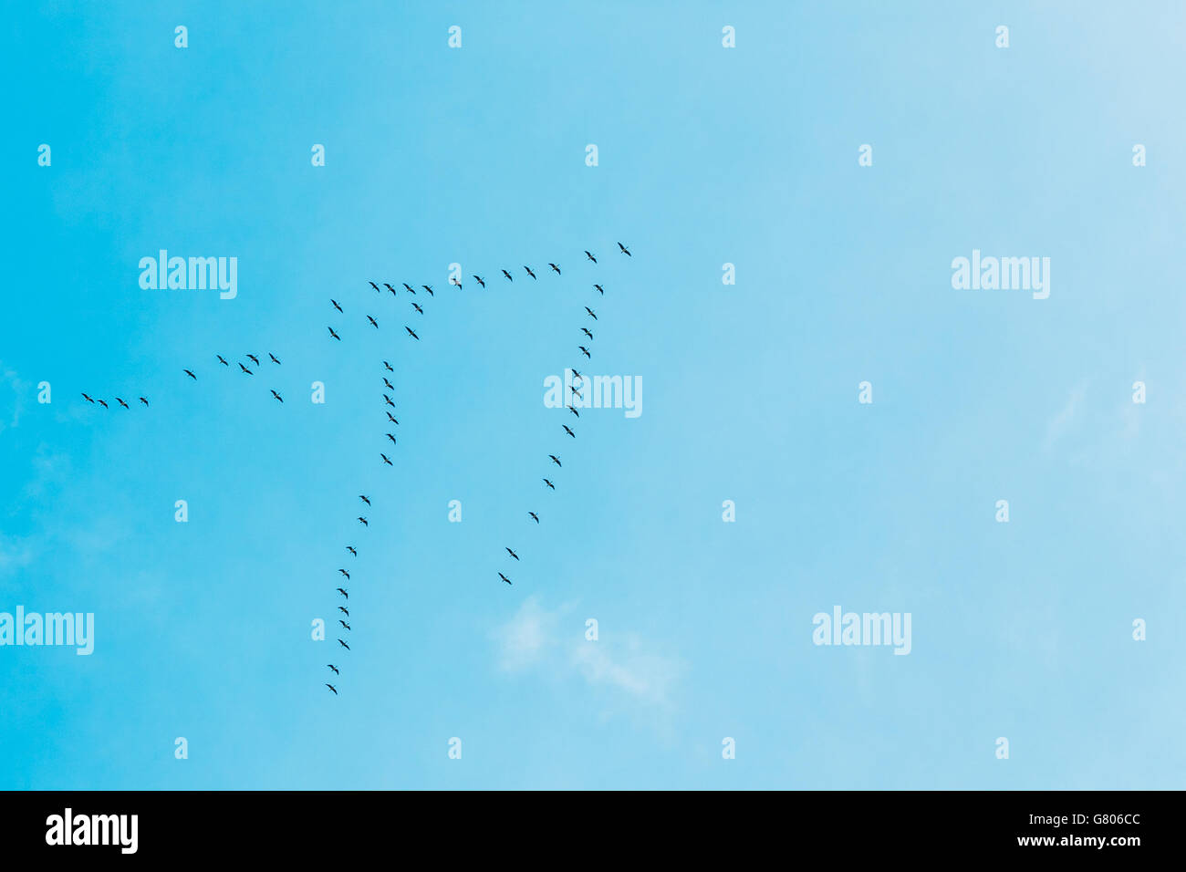 Flock Of Geese Flies In V-formation Flying In Blue Autumn or Spring Sky Stock Photo