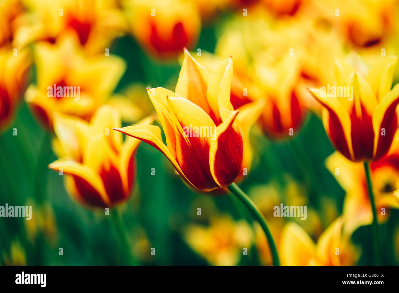Yellow And Red Flowers Tulips In Spring Garden Flower Bed Stock Photo