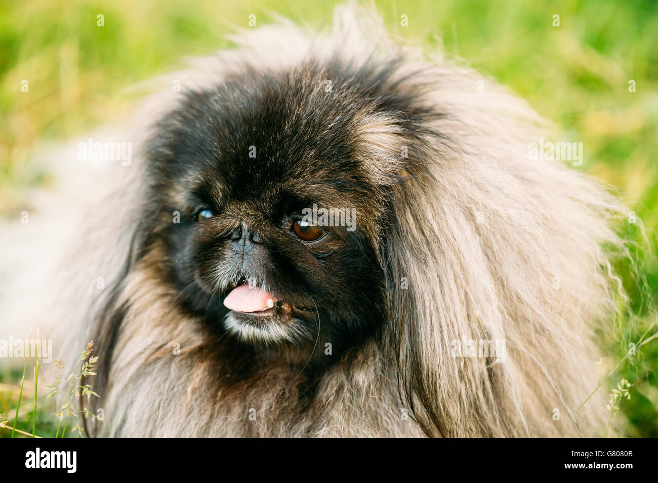 Funny pekingese hotsell