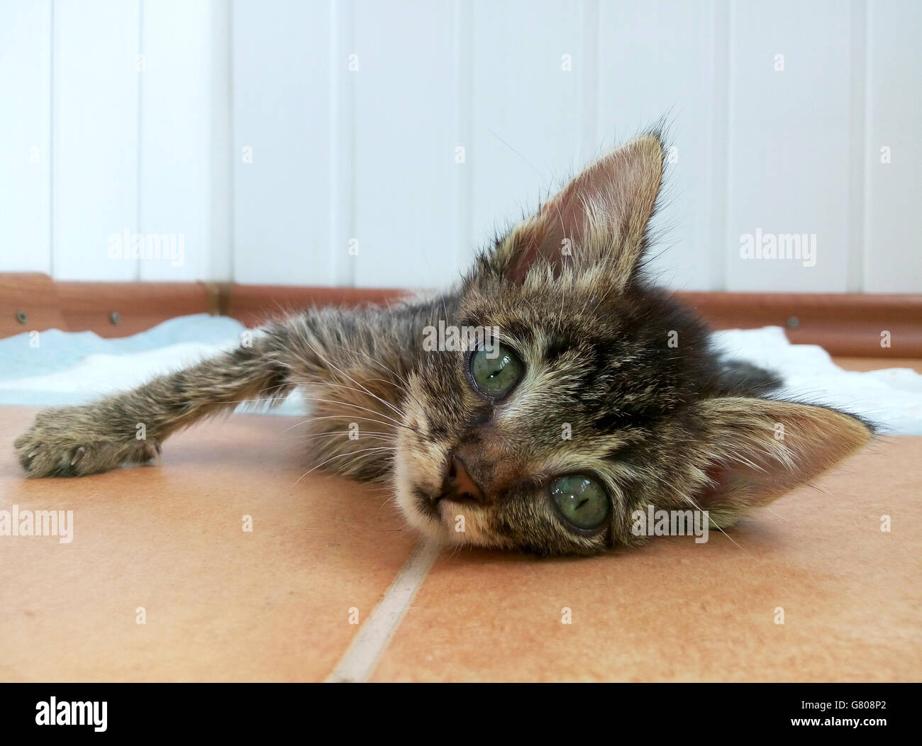 Little sick cat with expressive eyes lying on the floor. Stock Photo
