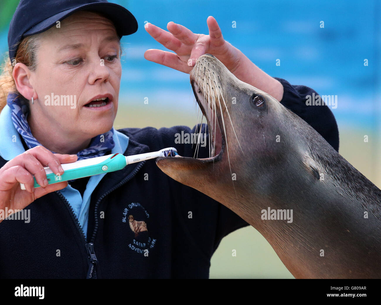 Sea lions get teeth cleaned Stock Photo Alamy