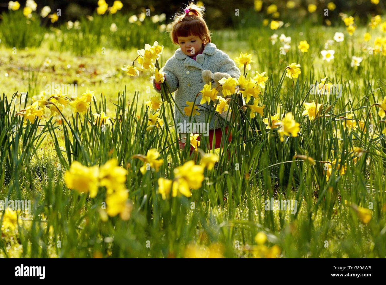Easter bunny on easter meadow with daffodils hi-res stock photography ...