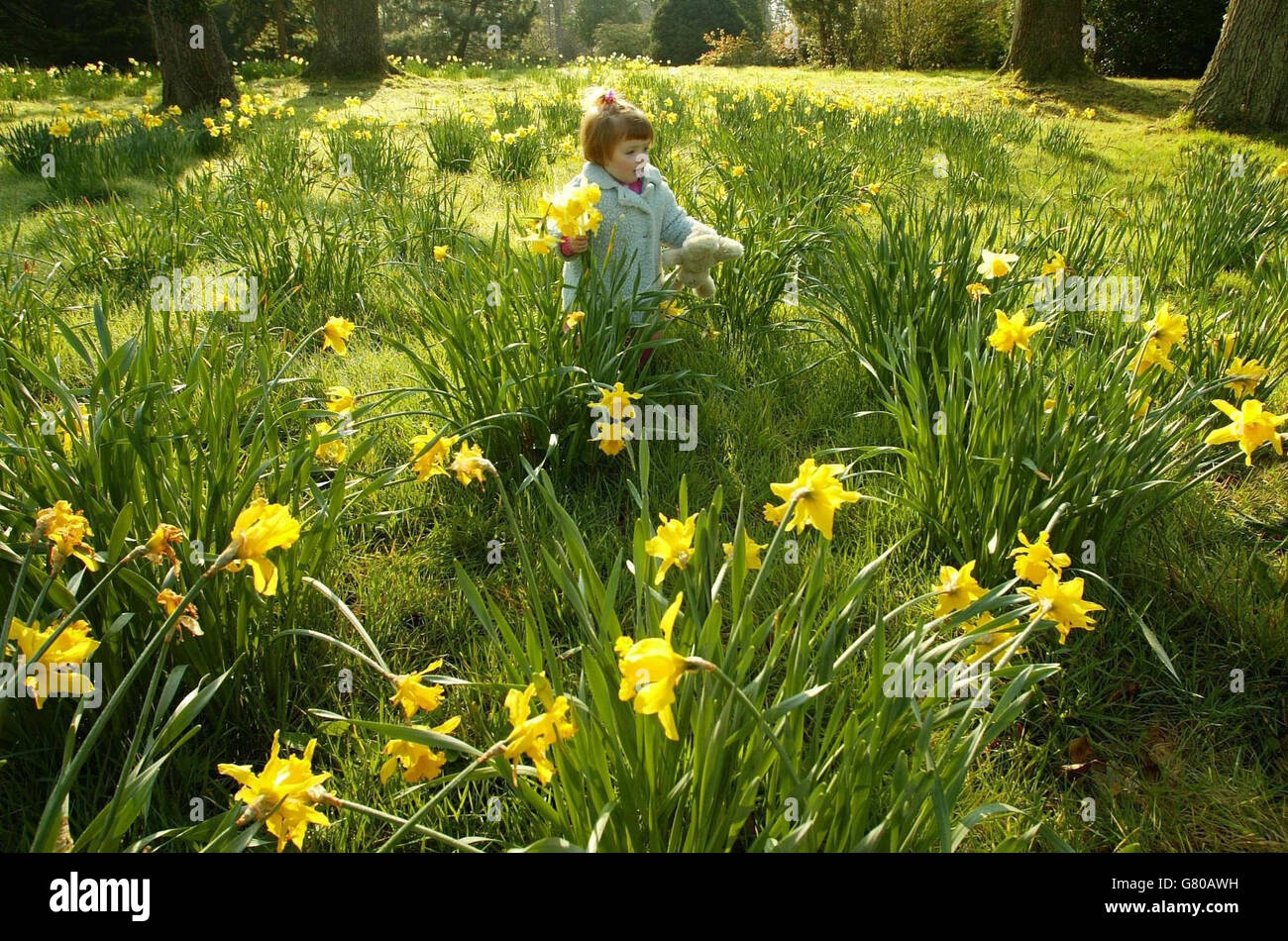 Two-year-old Harriet Foster keeps a tight grip on her Easter bunny as she  picks flowers. British Summer Time began Sunday March 27th Stock Photo -  Alamy