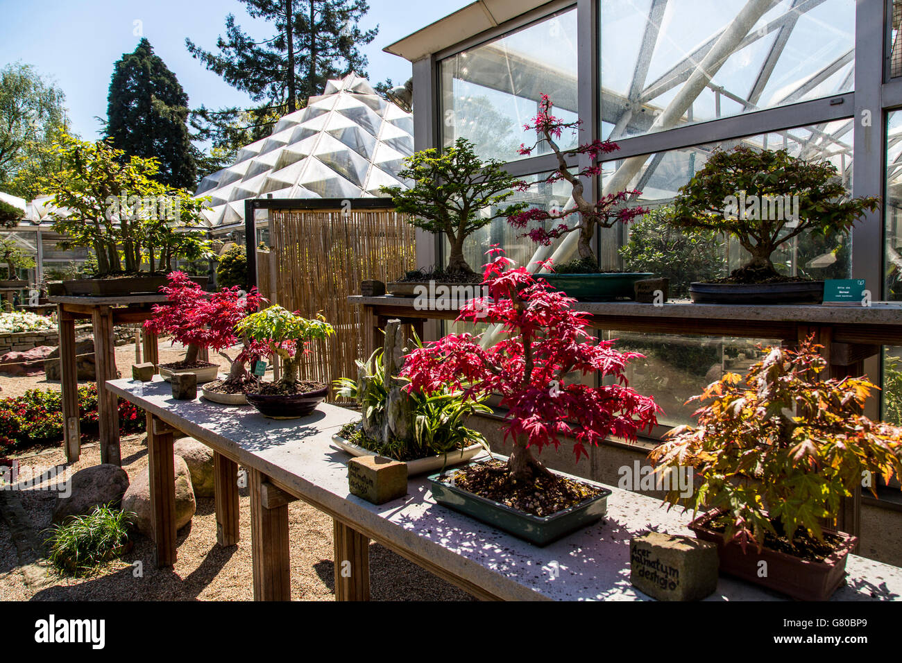Bonsai ausstellung hi-res stock photography and images - Alamy