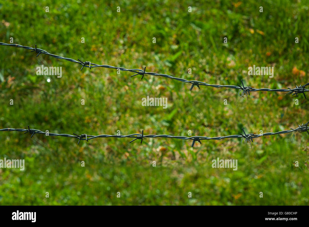 Barbed wire fence and green grass field Stock Photo Alamy