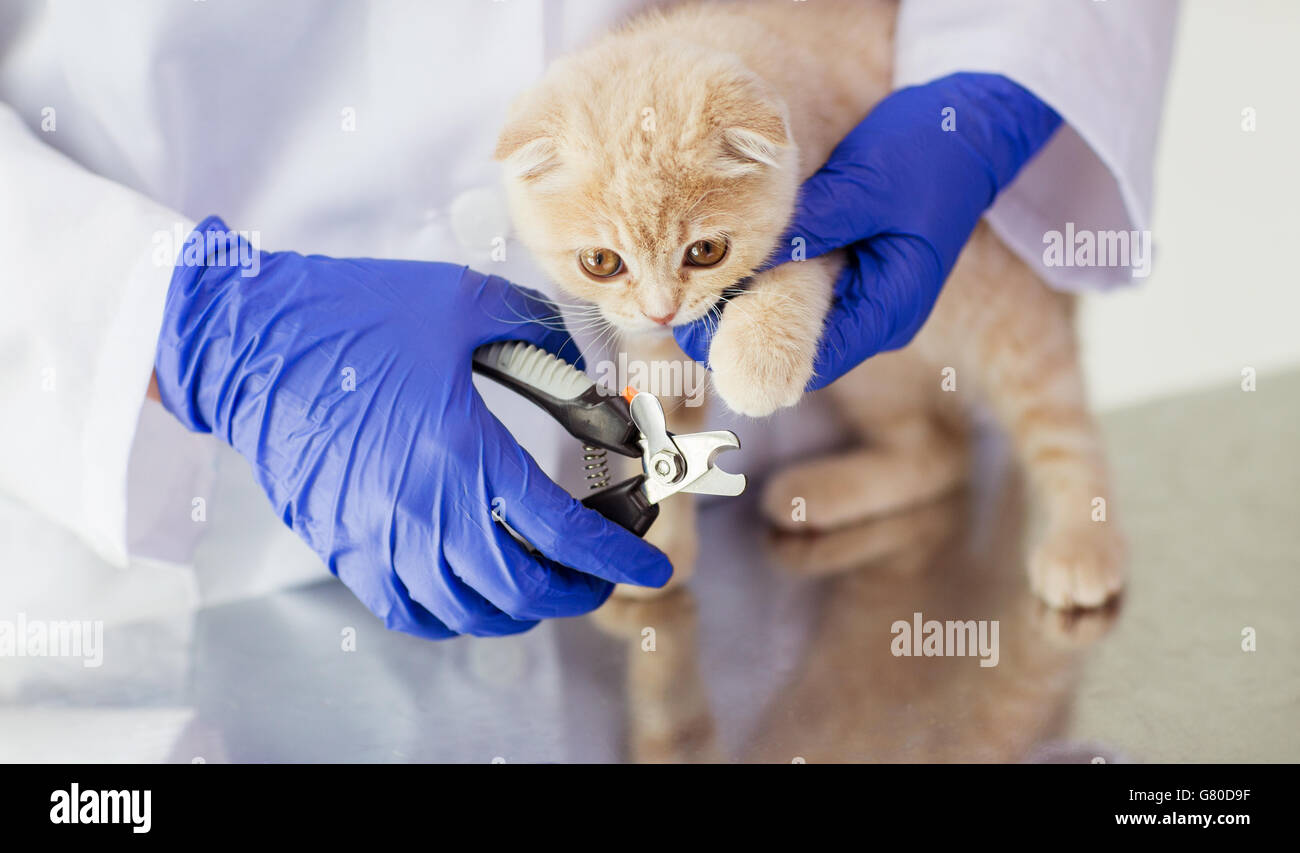close up of vet with clipper cutting cat nail Stock Photo