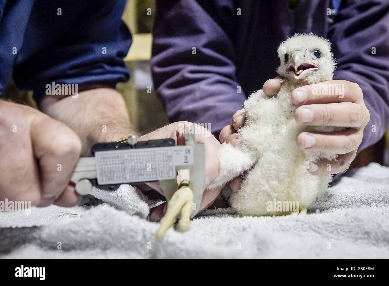 Members of the British Trust for Ornithology measure the leg width as they ring a peregrine falcon chick inside the spire at Salisbury Cathedral, Wiltshire, where the chicks successfully hatched, only the second time since 1953. Stock Photo