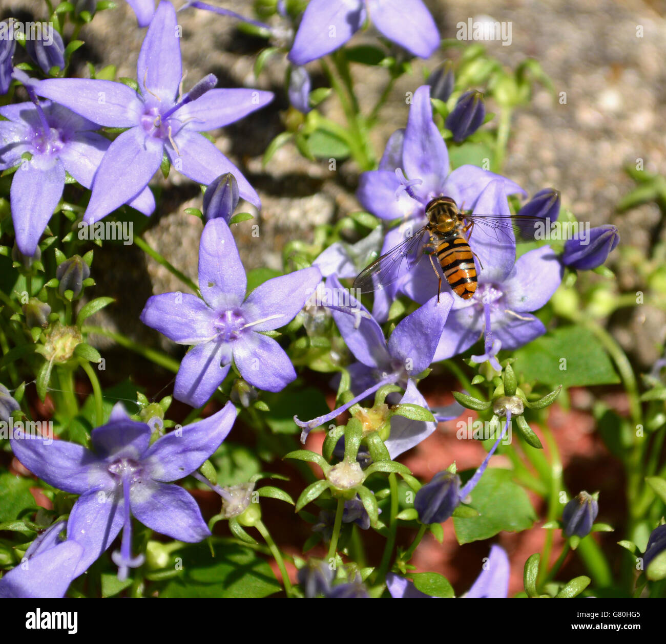 Blue Alpine flowers with hover fly - Syrphidae Stock Photo
