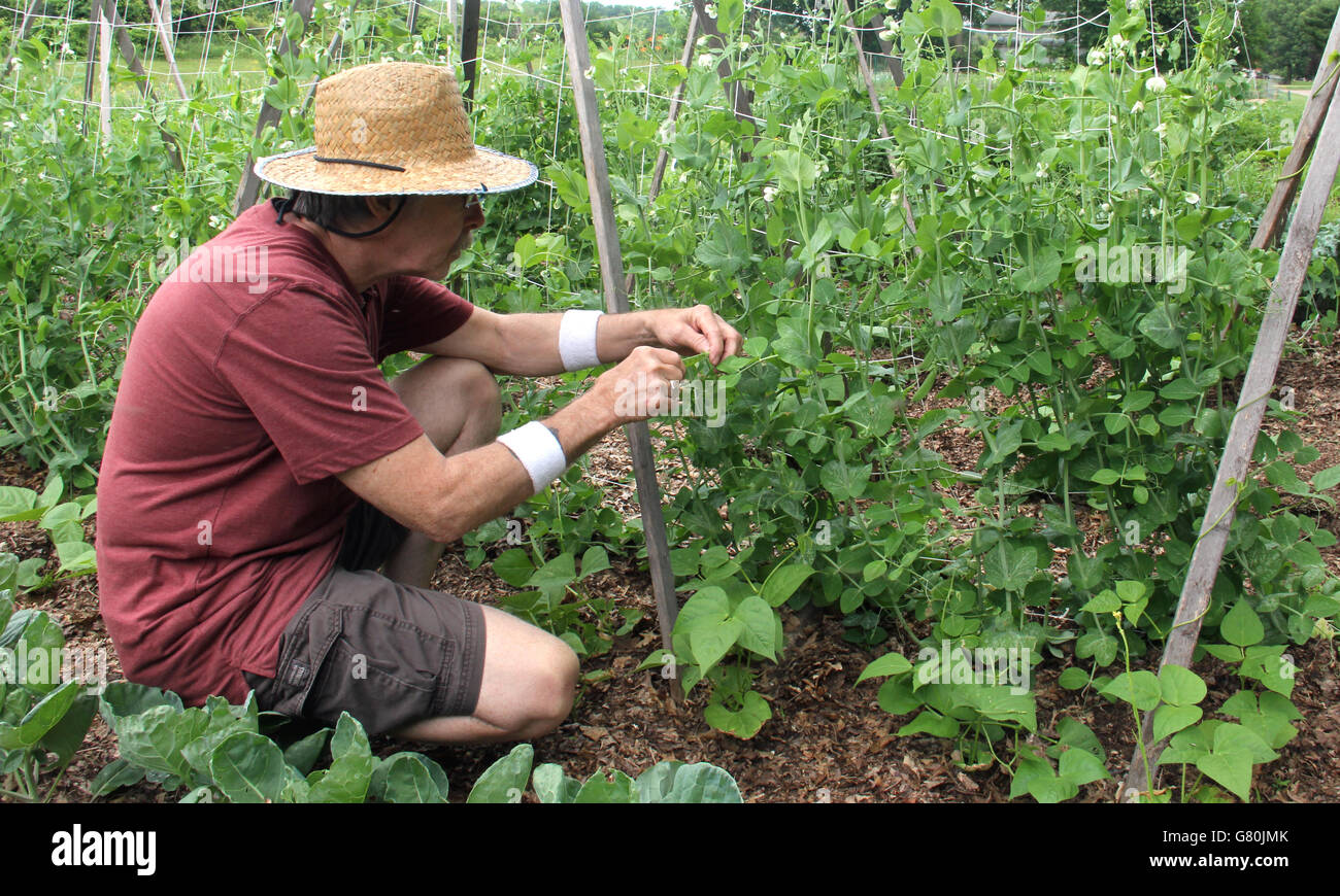Gardener in a garden wearing a straw hat picking sweet peas from the