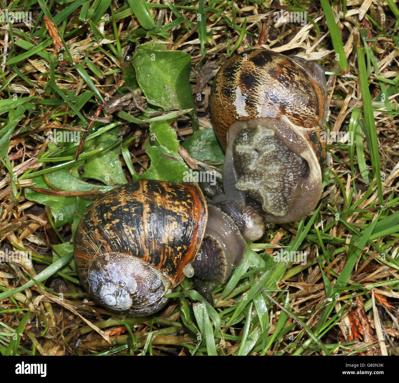 Snails Mating Stock Photos & Snails Mating Stock Images Alamy
