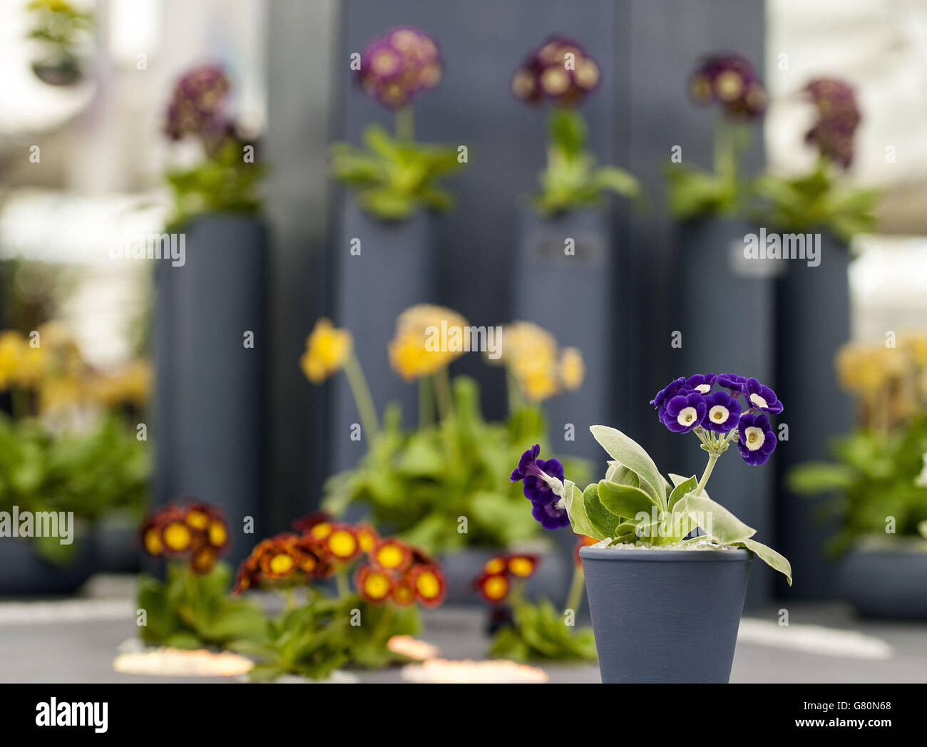 2015 RHS Chelsea Flower show Stock Photo