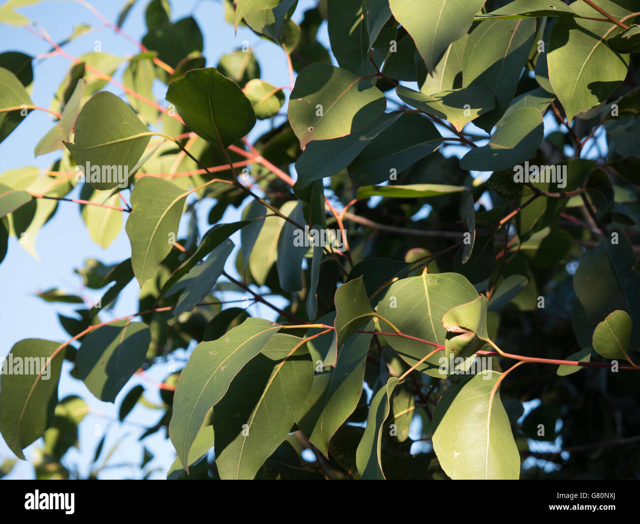 Gum tree leaves hires stock photography and images Alamy