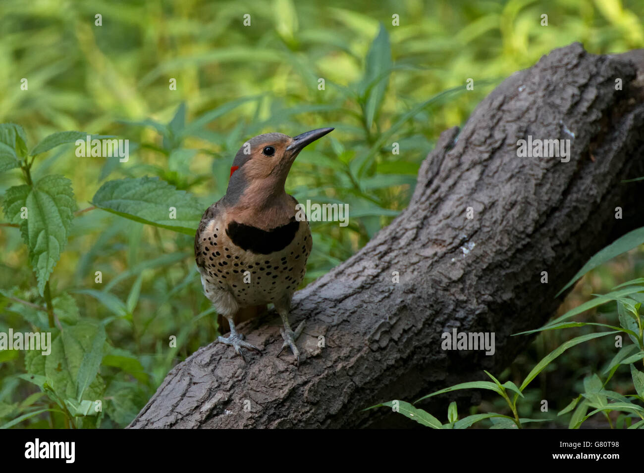 Northern Flicker perched on a log in a meadow Stock Photo