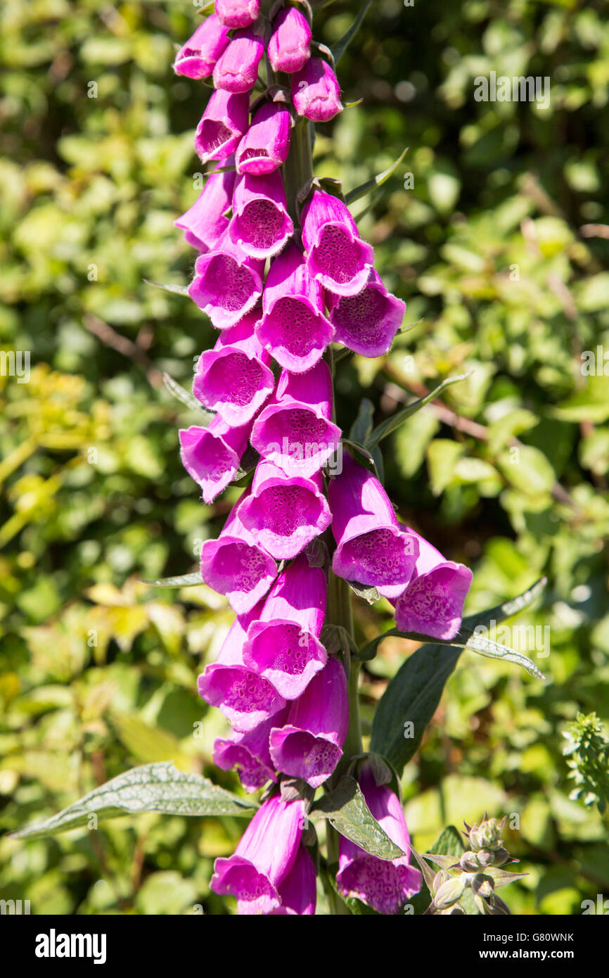 England digitalis purpurea common foxglove plant flower hi-res stock ...