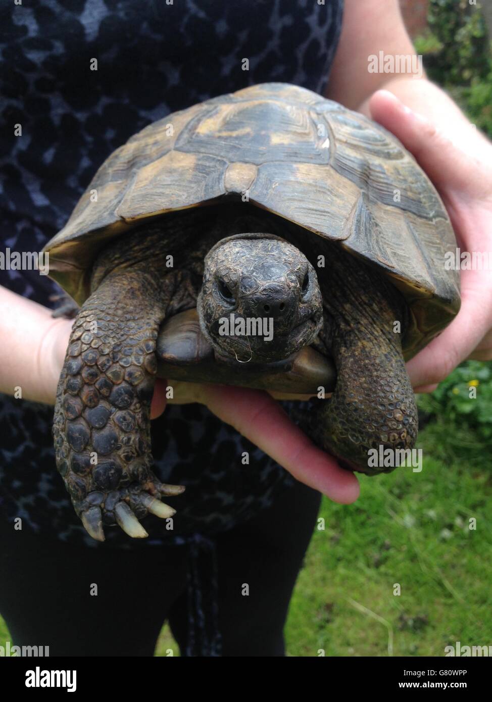 Barnacle Tortoise Reppic animals tortoise hi-res stock photography and images - Alamy