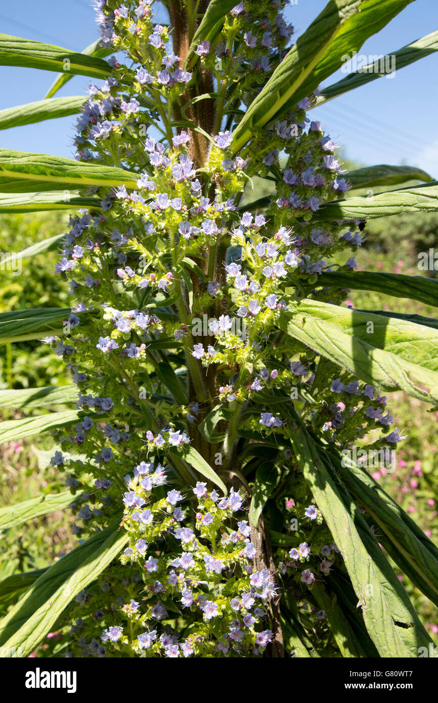 Giant viper'sbugloss plant flowering, Echium pininana, Coverack