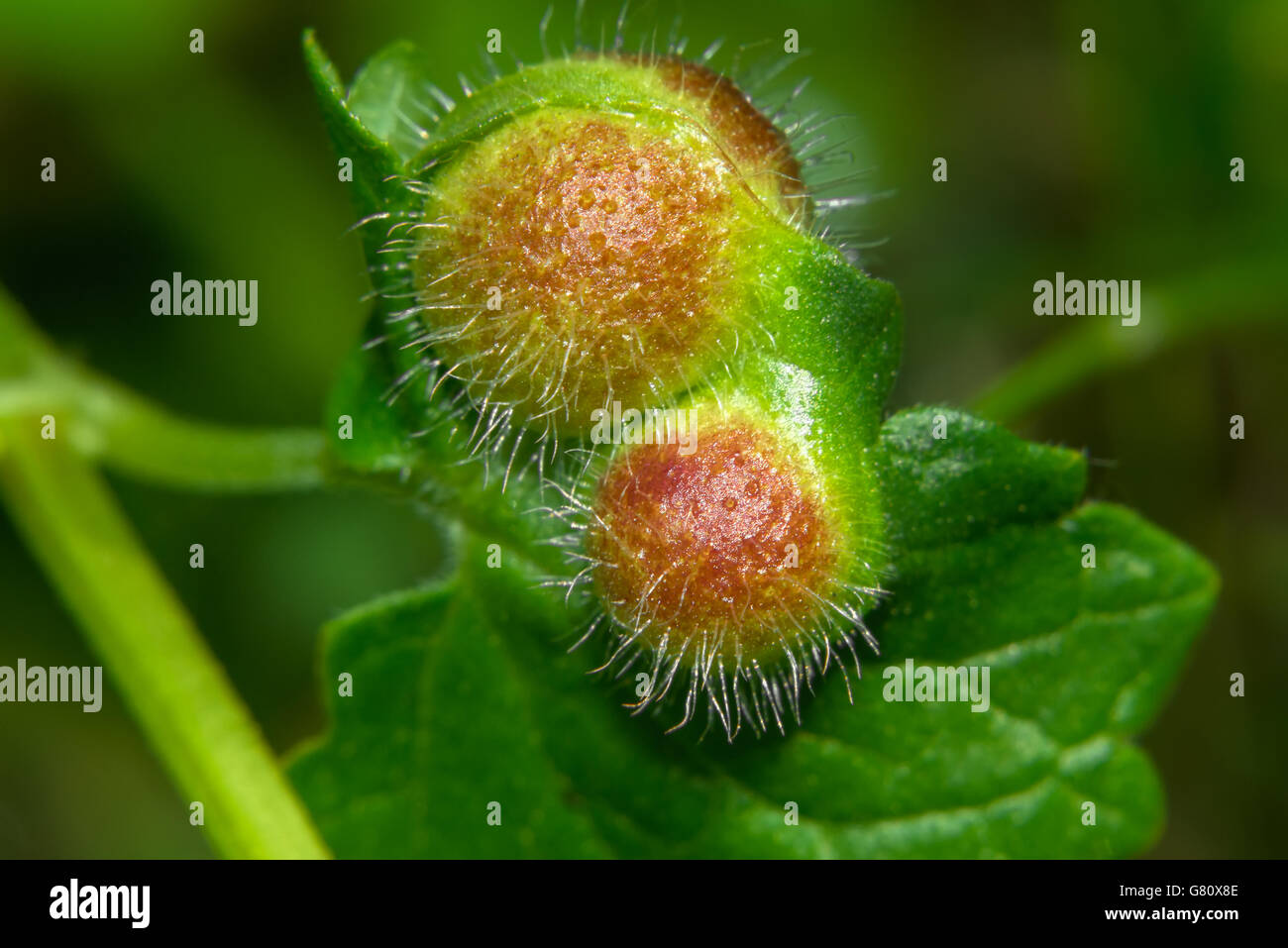 The fruit (nut) Glechoma hederacea (catnip, dog mint Stock Photo Alamy