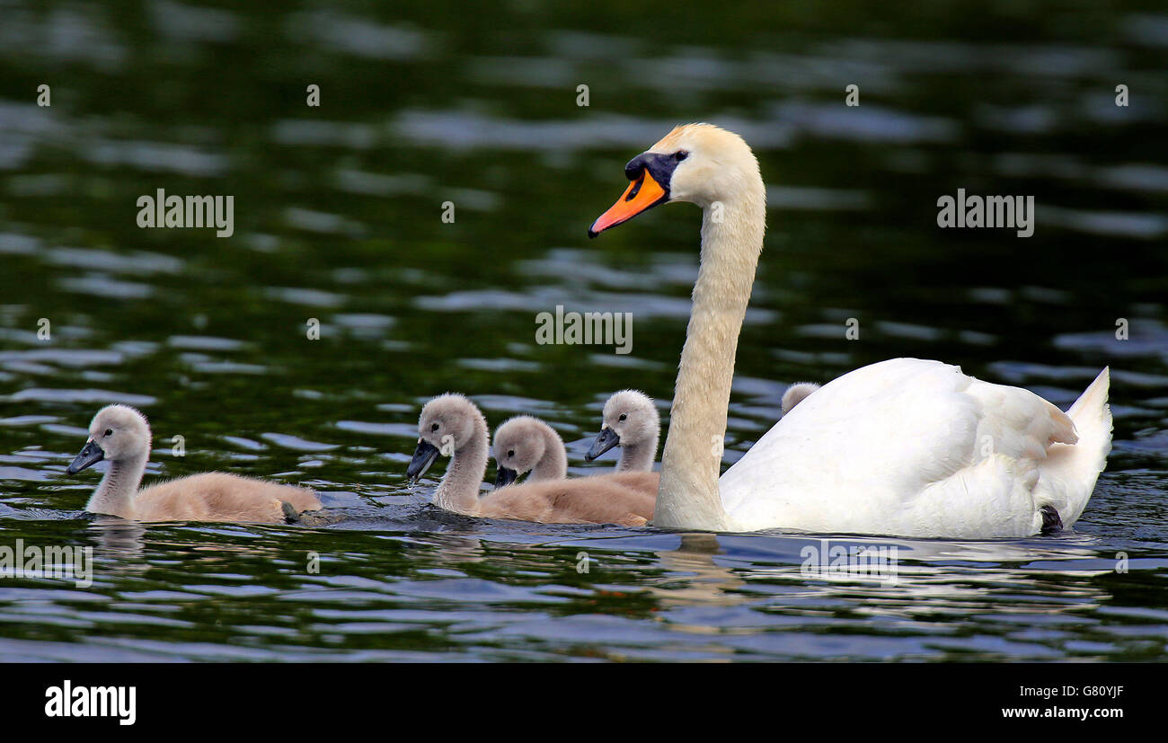 Swan and cygnets. STANDALONE Photo. A swan and its cygnets glide on the lake at Sefton Park in Liverpool, Merseyside. Stock Photo