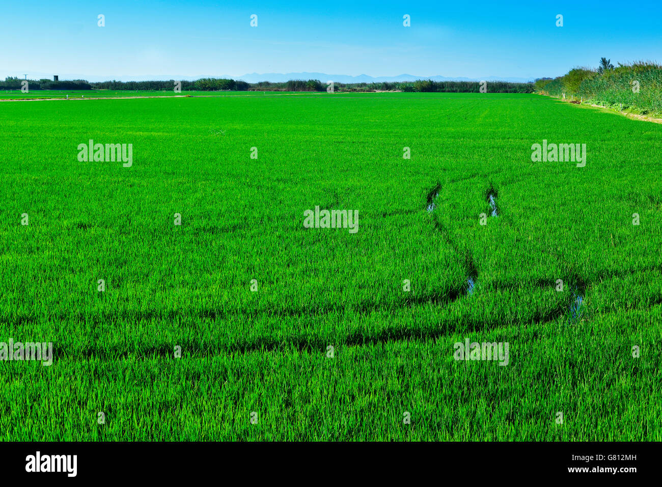 panoramic view of a paddy field in the Albufera in Valencia, Spain Stock Photo