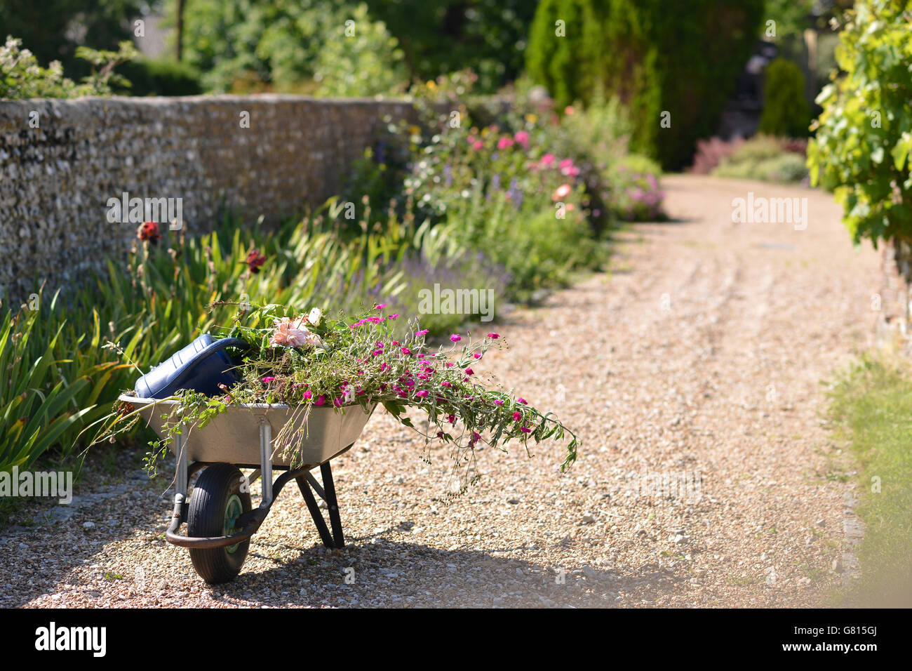 English garden weeds hi-res stock photography and images - Alamy