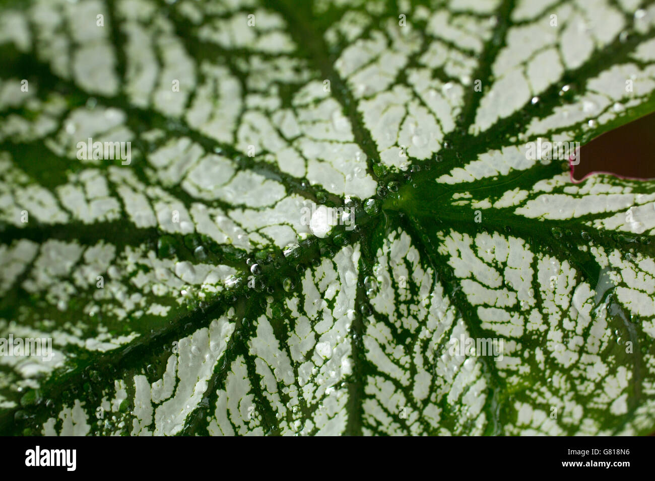 Green and sliver leaf Stock Photo
