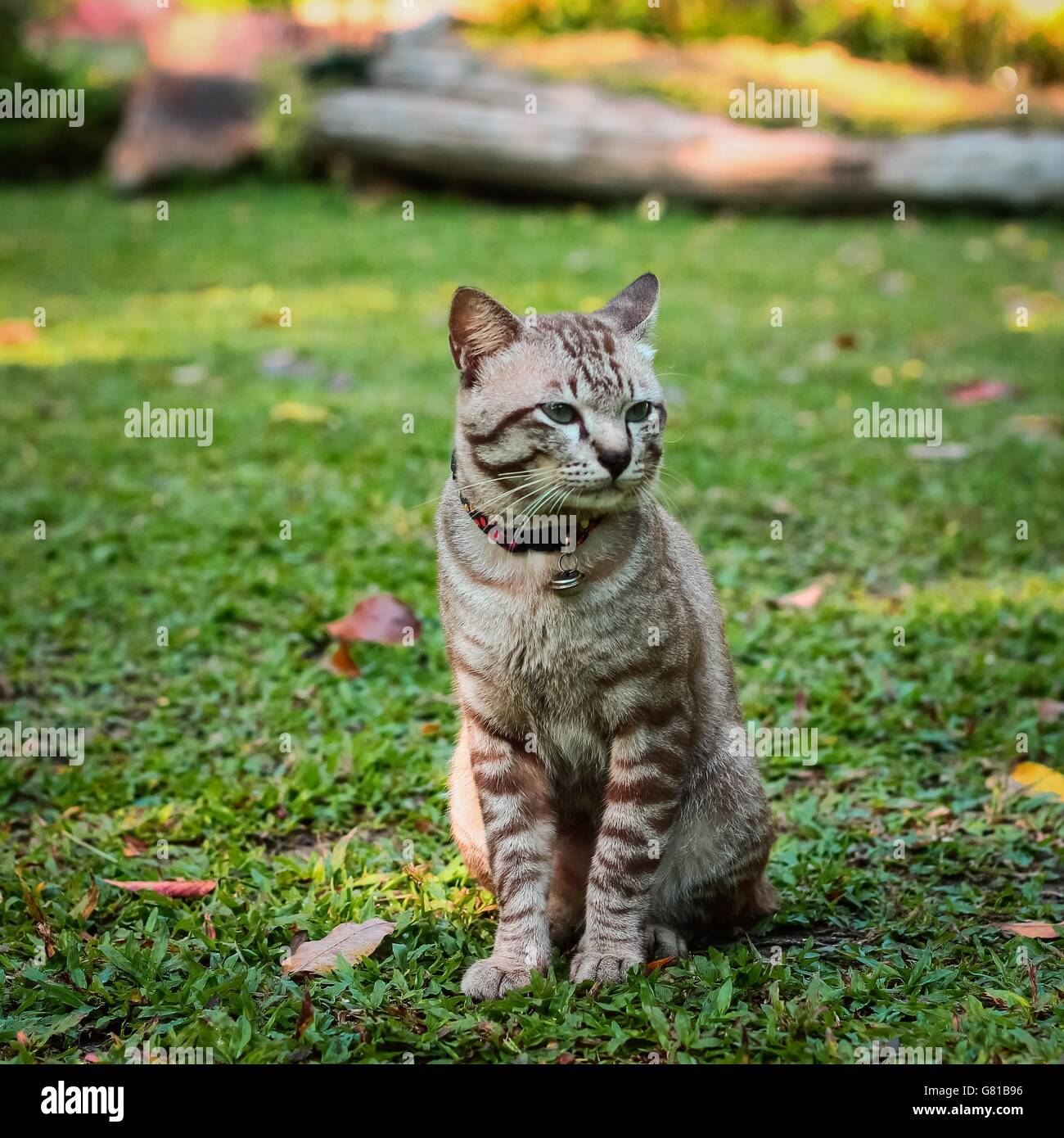 Cute blue cat little male hi-res stock photography and images - Alamy
