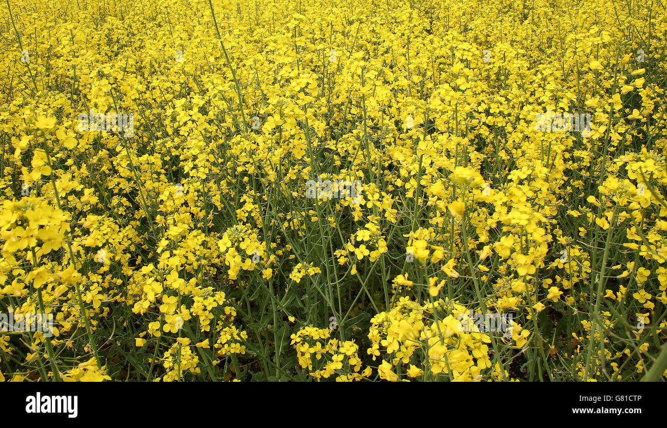 Repe field in front of a castle Stock Photo - Alamy