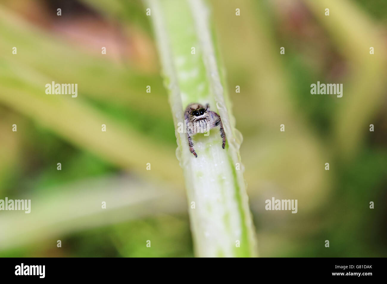 jumping spider on green leaf Stock Photo - Alamy