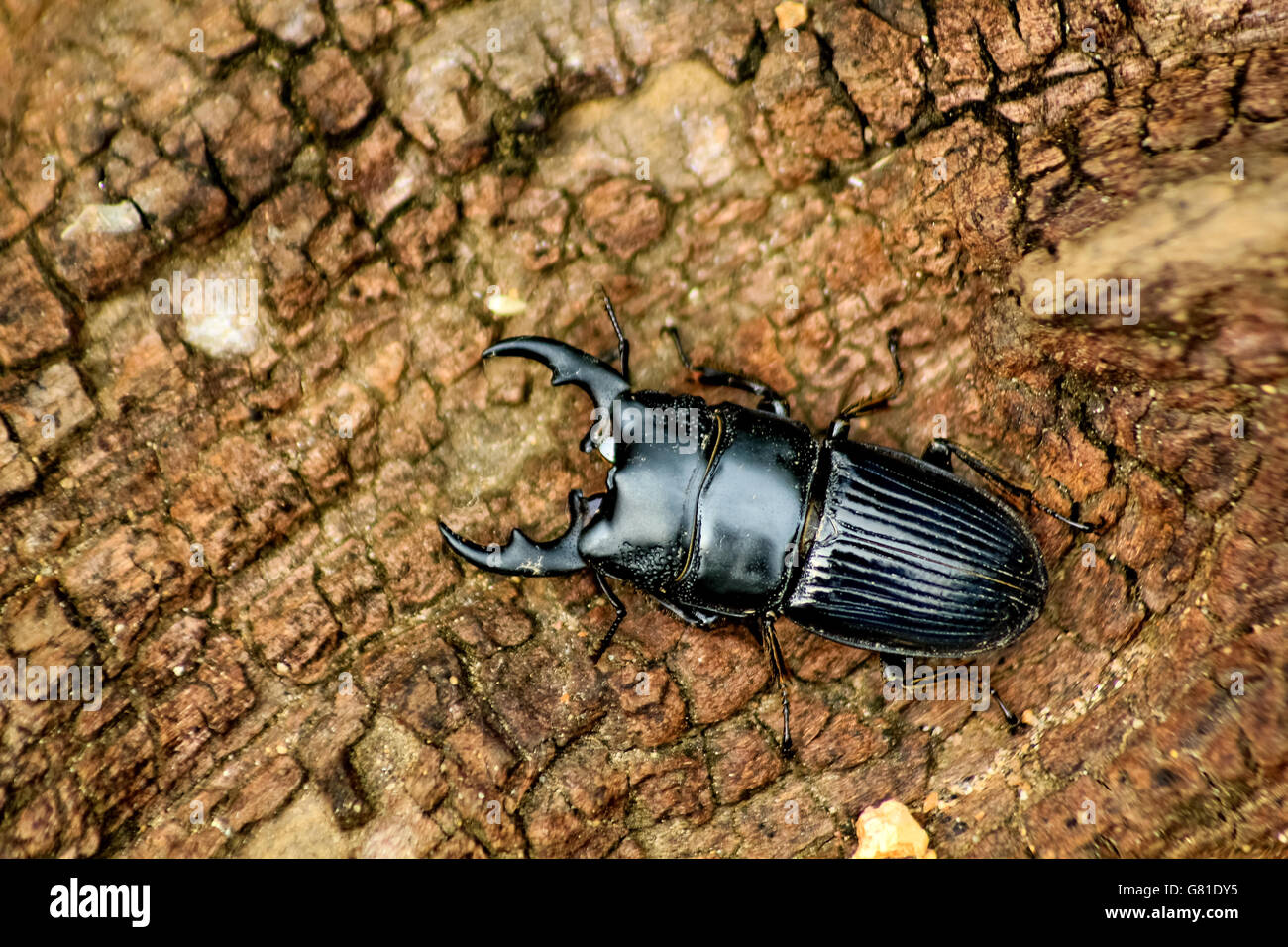 Macro image of a stag beetle Stock Photo