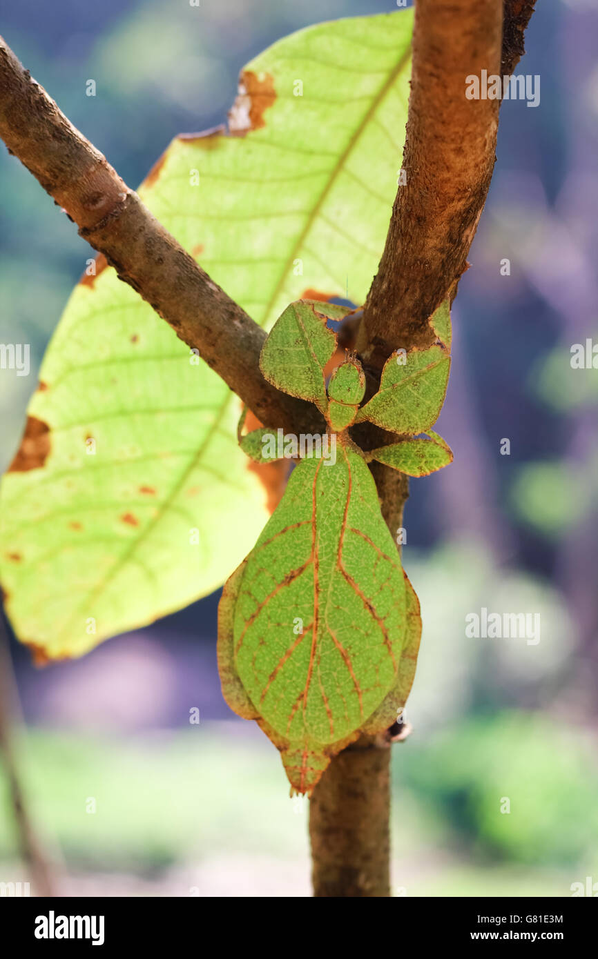 Phyllium giganteum, leaf insect walking bark Stock Photo