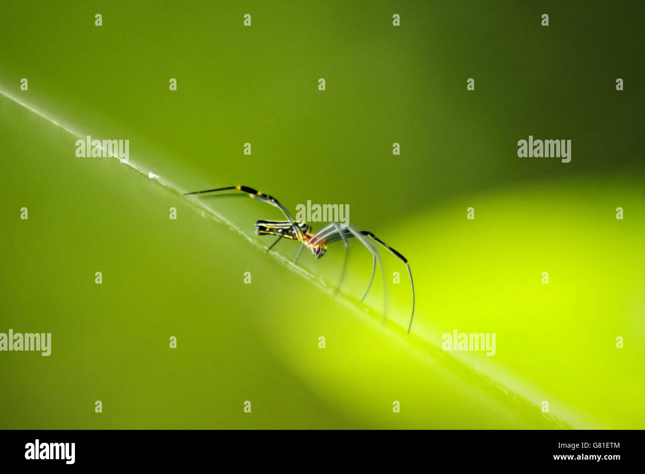 jumping spider on green leaf Stock Photo - Alamy