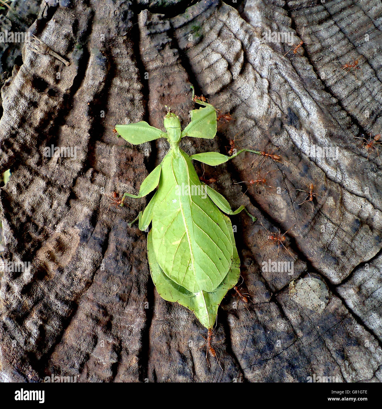 Phyllium giganteum, leaf insect walking bark Stock Photo
