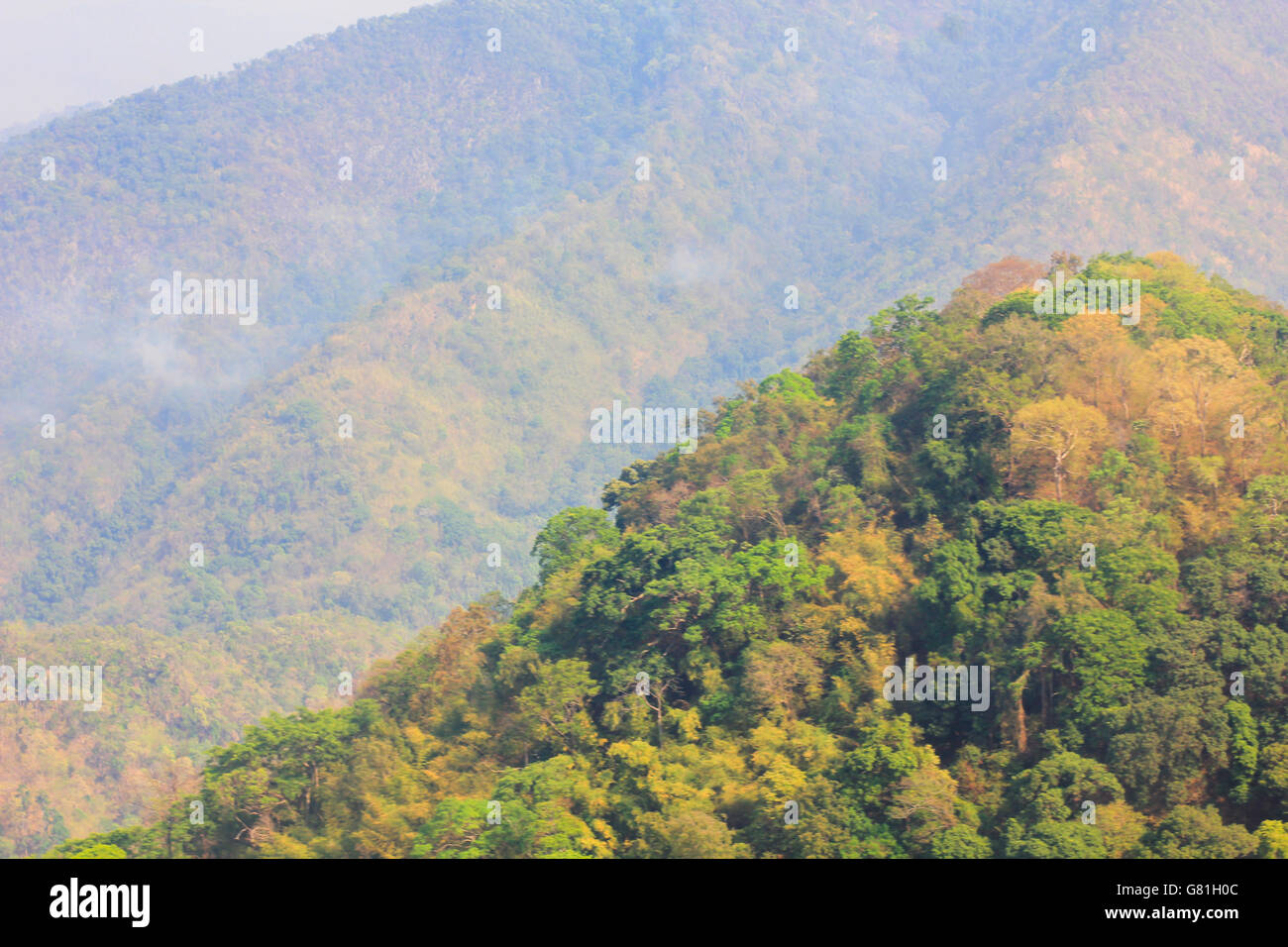 aerial view of the forest Stock Photo - Alamy