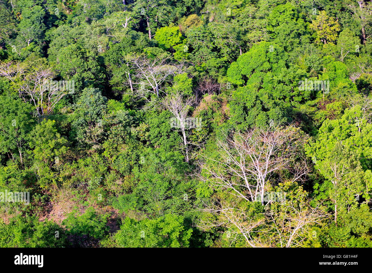 aerial view of the forest Stock Photo - Alamy