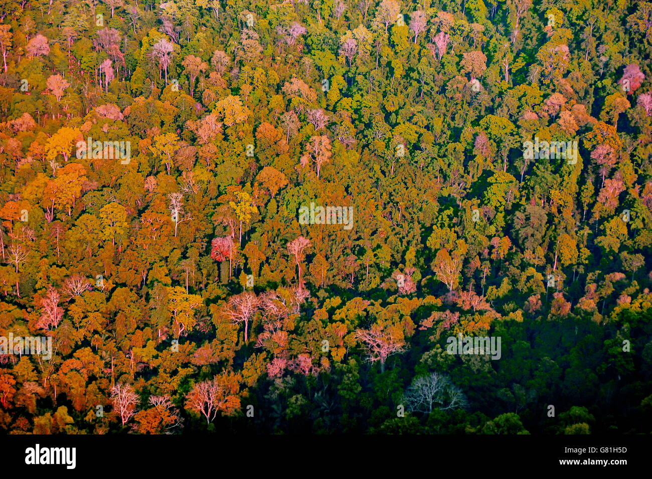 aerial view of the forest Stock Photo - Alamy