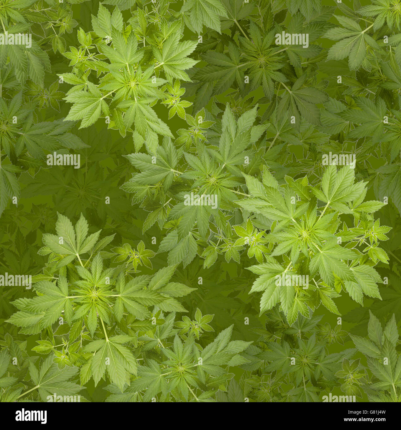 Marijuana seamless background Stock Photo