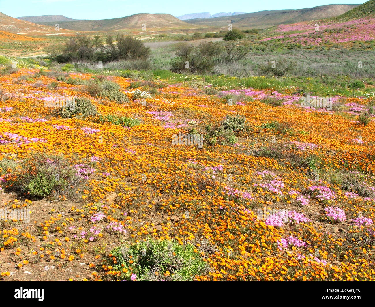 Field of Wild Flowers, Western Cape Stock Photo