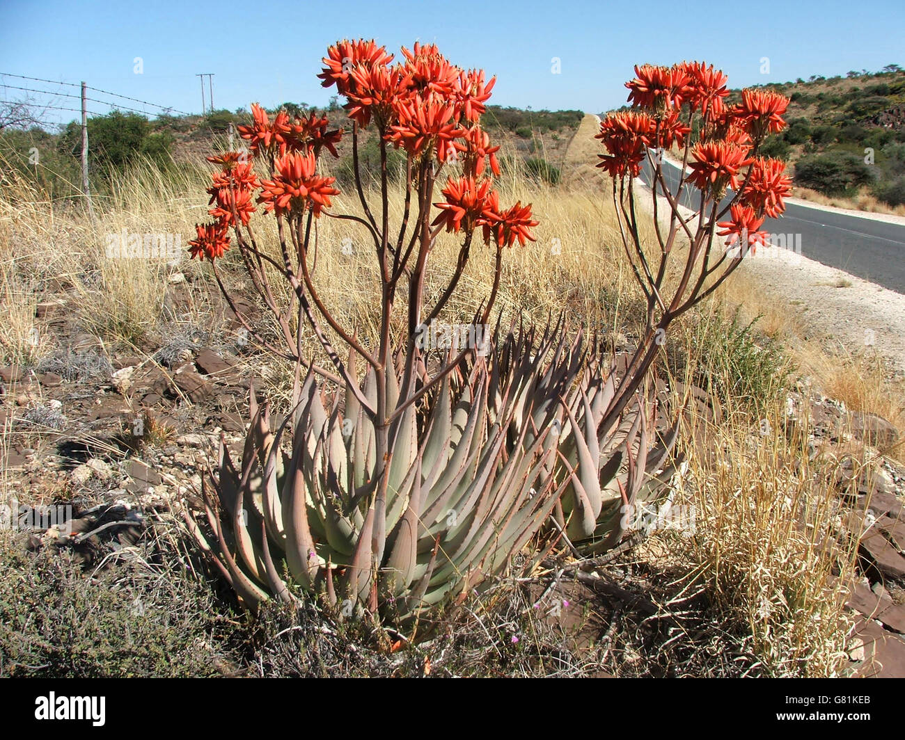 Chabaud's Aloe, South Africa Stock Photo