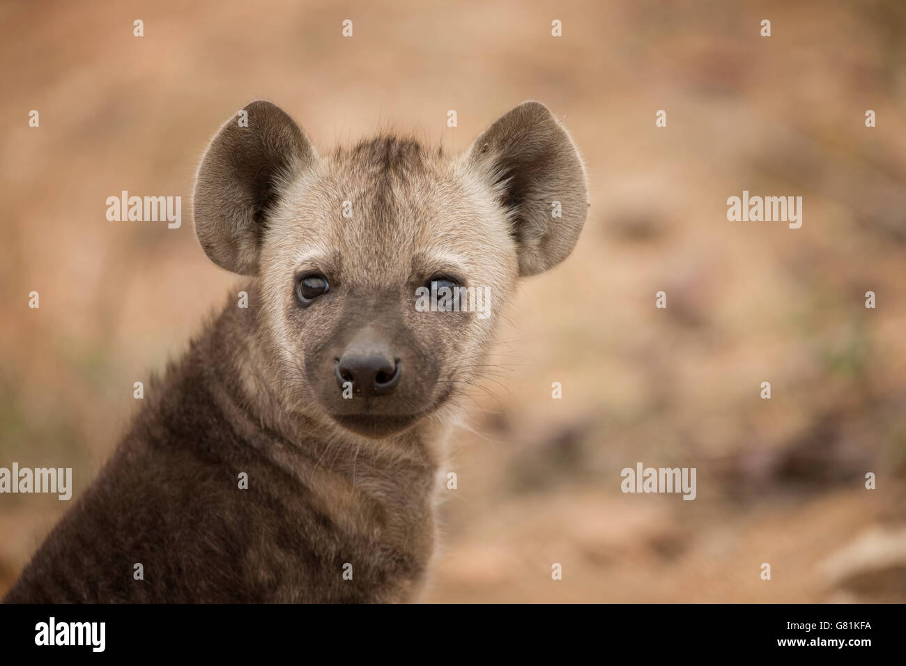 Spotted hyena, Kruger National Park, South Africa. Stock Photo