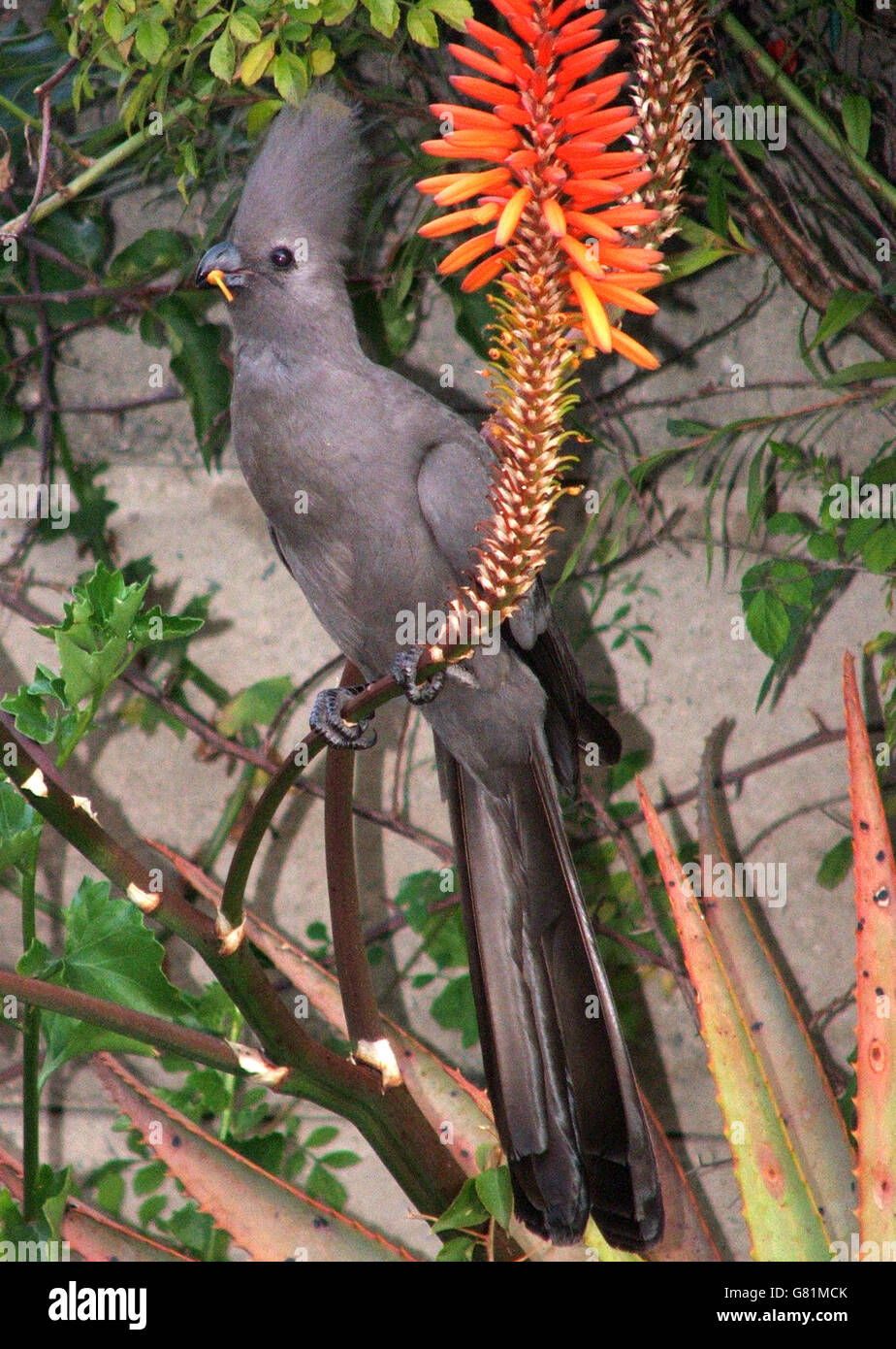 Grey Lourie, South Africa Stock Photo