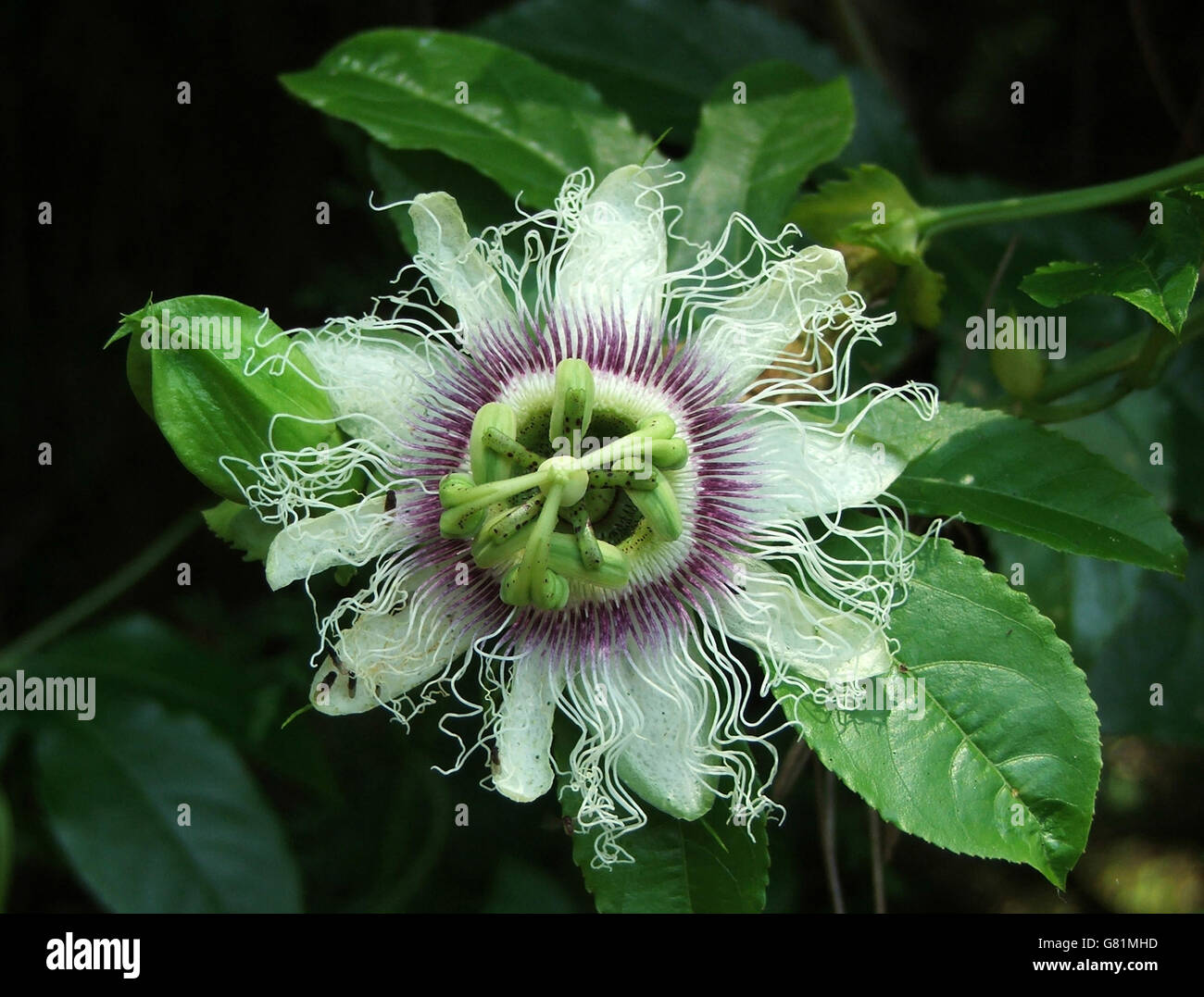 Passion Flower, Madagascar Stock Photo Alamy